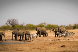 Safari : Big 5 - Hwange National Park Safari Day Tour