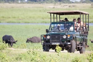 Safari : Full Day Chobe National Park Safari with Lunch