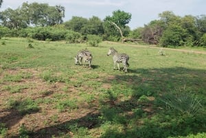 SAFARI GAME DRIVE & RHINO WALK