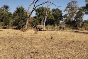 SAFARI GAME DRIVE & RHINO WALK