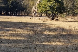 SAFARI GAME DRIVE & RHINO WALK