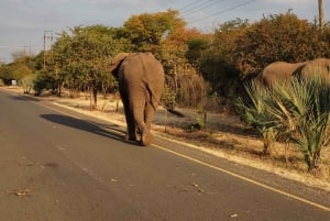 SAFARI GAME DRIVE & RHINO WALK