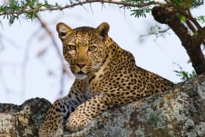 South Africa to Victoria Falls 12 Day Adventure