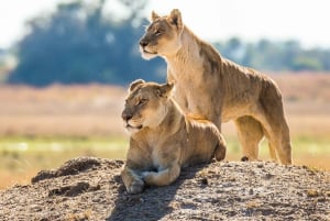 South Africa to Victoria Falls 12 Day Adventure