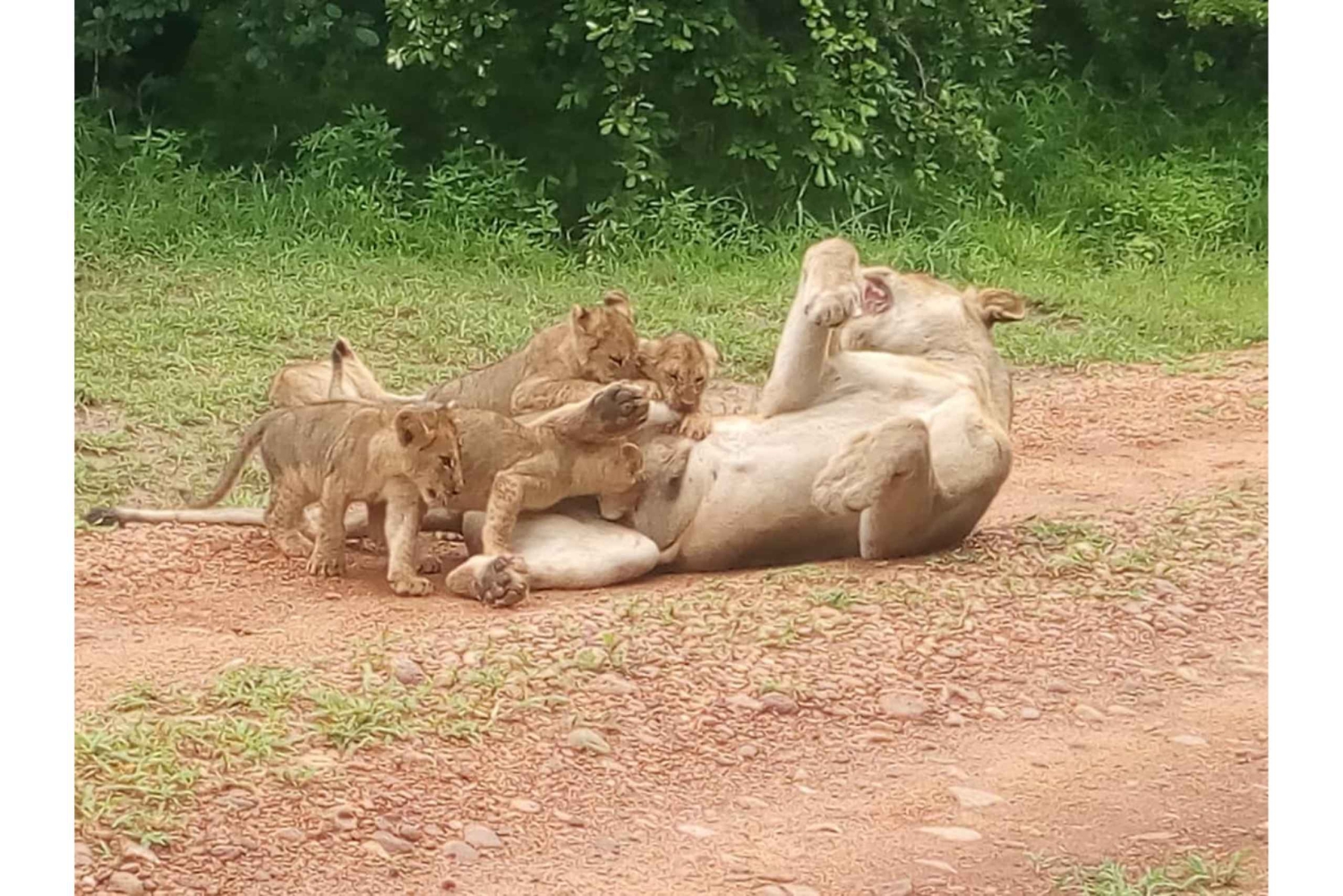 South Luangwa : safari matinal dans le parc avec transferts