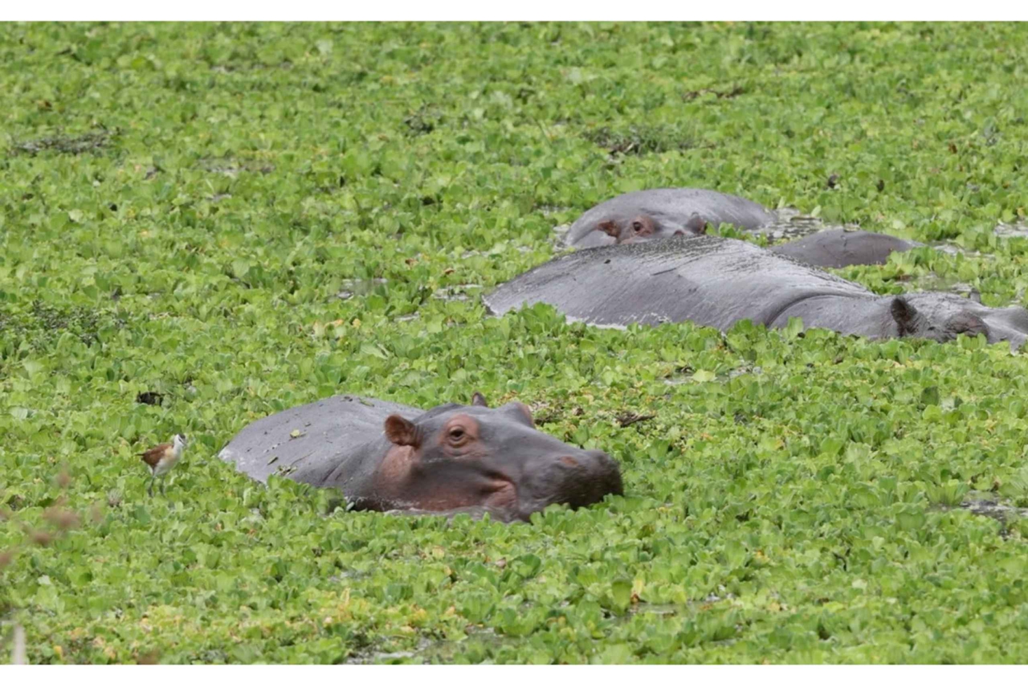 South Luangwa : safari matinal dans le parc avec transferts