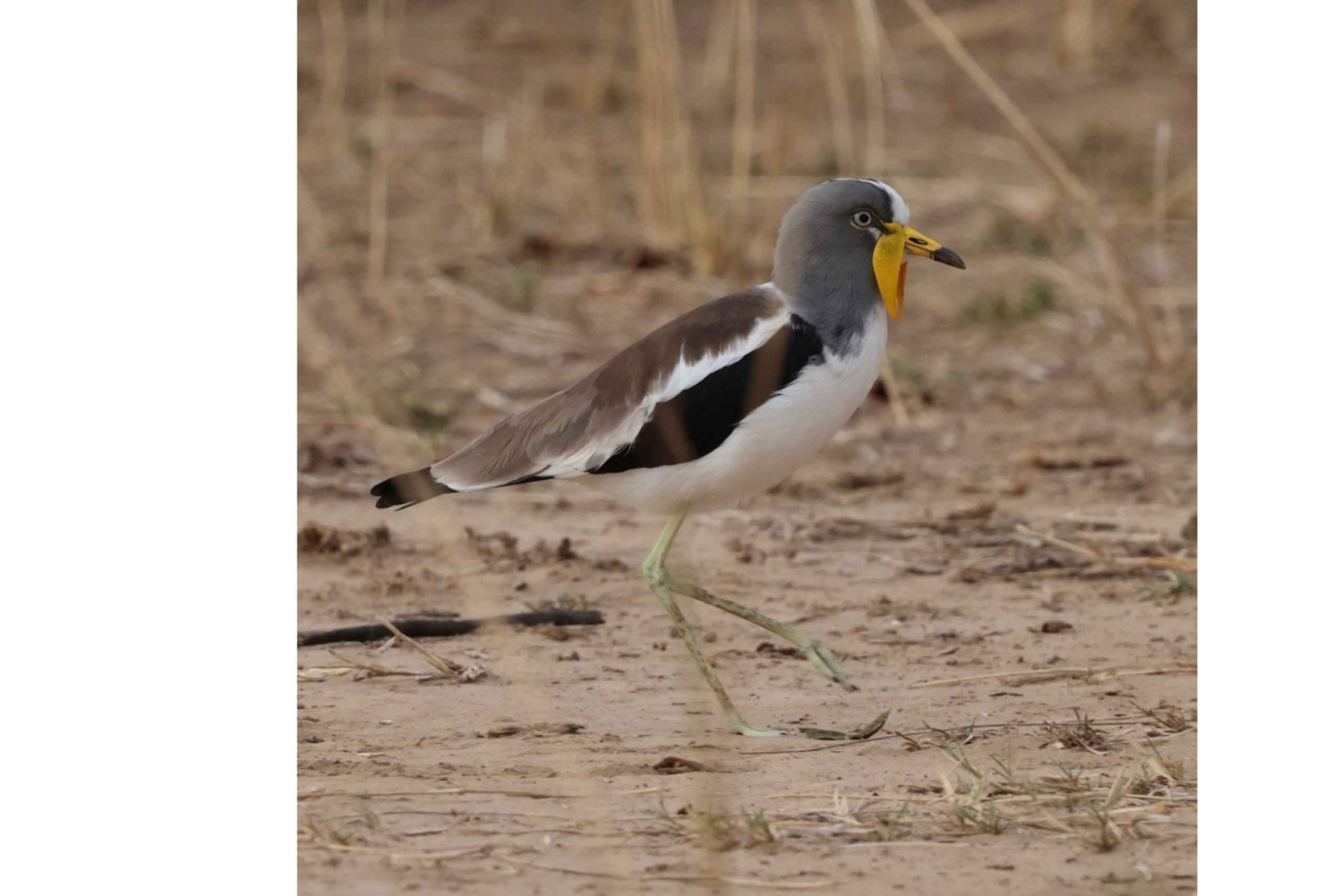 South Luangwa : safari matinal dans le parc avec transferts