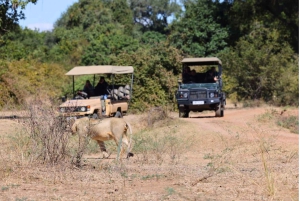 South Luangwa : safari matinal dans le parc avec transferts