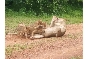 South Luangwa : safari matinal dans le parc avec transferts