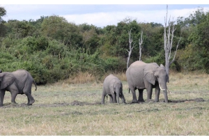 South Luangwa : safari matinal dans le parc avec transferts
