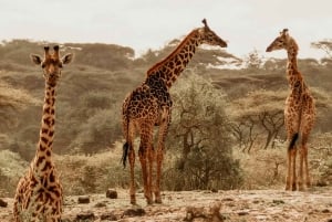 南ルアングワ国立公園：陸路送迎サービス