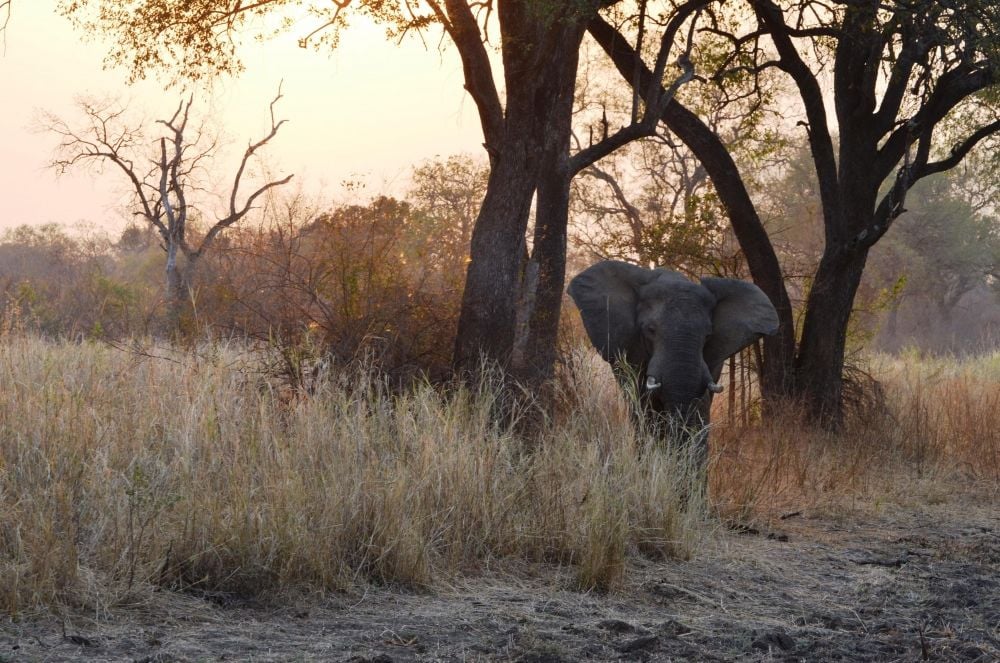 South Luangwa National Park