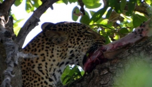 South Luangwa National Park