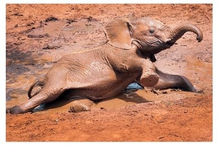 The Lilayi Elephant Nursery