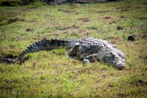 Safari de trois jours en camping à Chobe