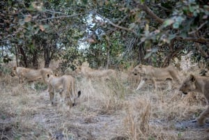 チョベ・キャンプ・サファリ3日間