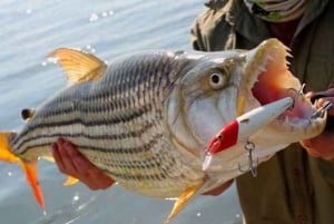 Tiger Fishing Trip on the Zambezi River