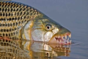 Tiger Fishing Trip on the Zambezi River