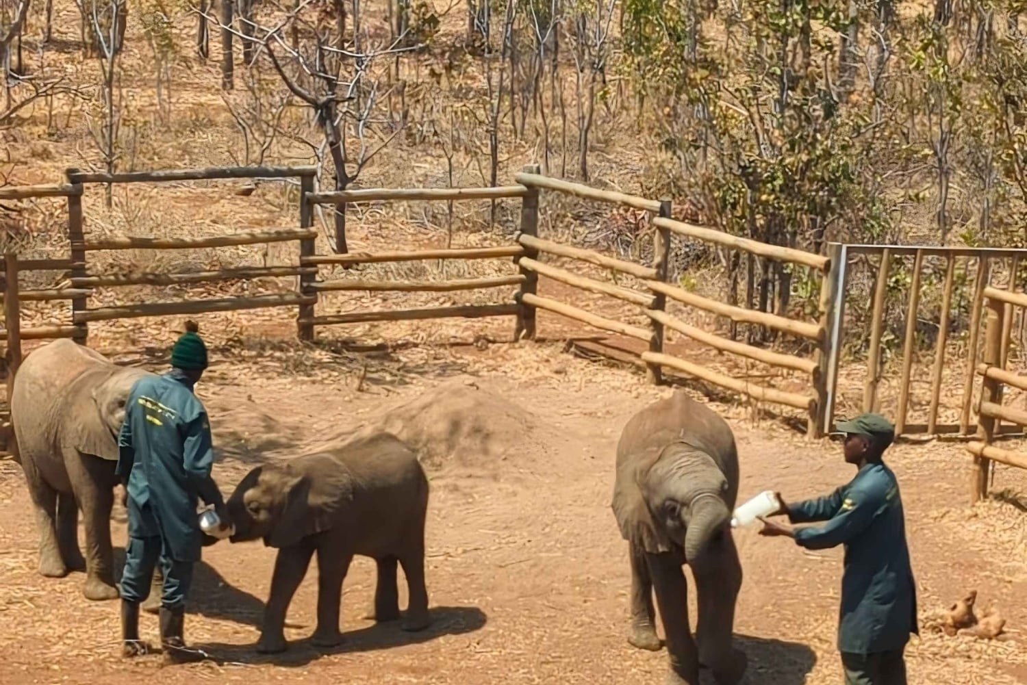 ルサカの究極の8時間：現地文化と孤児院の赤ちゃんゾウをご覧ください