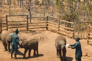 ルサカの究極の8時間：現地文化と孤児院の赤ちゃんゾウをご覧ください