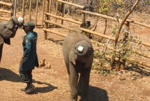 ルサカの究極の8時間：現地文化と孤児院の赤ちゃんゾウをご覧ください