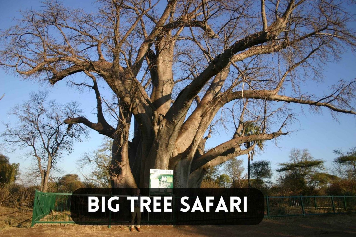 Victoria Falls: 4x4 Big Tree Safari in National Park