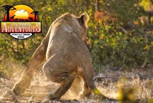 Victoria Falls: 4x4 Safari Game Drive