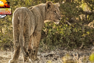 Cascate Vittoria: Safari 4x4 nel Parco Nazionale dello Zambesi