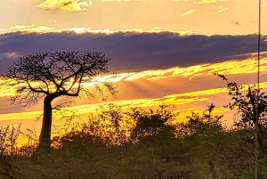 Victoria Falls : Safari 4x4 dans le parc national du Zambèze