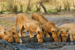 Victoria Watervallen: 4x4 safari op de Zambezi rivier