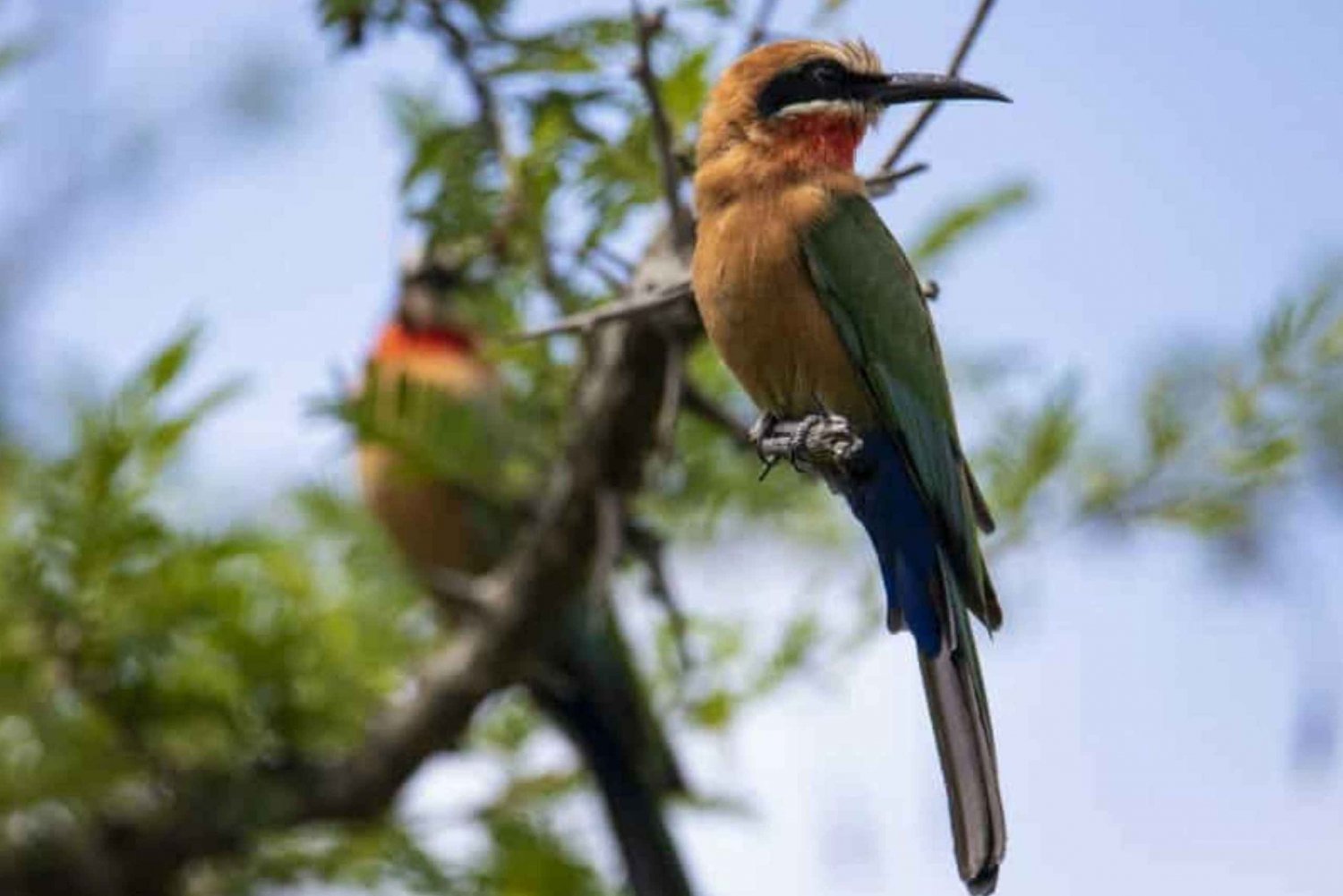 Victoria watervallen: Vogelspotten in het Zambezi National Park