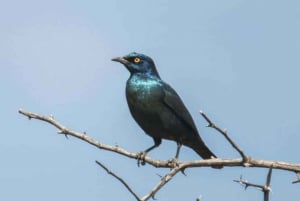 Cascate Vittoria: Safari di birdwatching nel Parco Nazionale dello Zambesi