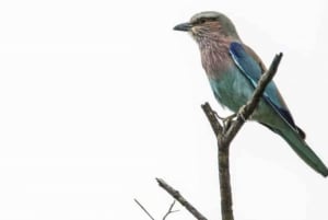Victoriafallen: Fågelskådningssafari i Zambezis nationalpark