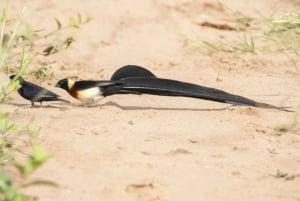 Victorian putoukset: Sambesin kansallispuistossa: Lintujen tarkkailu safari