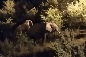 Cascate Vittoria: Viaggio notturno nella foresta