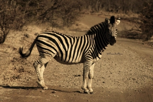 Victorian putoukset, Chobe-päiväretki ja Devils Pool -yhdistelmä