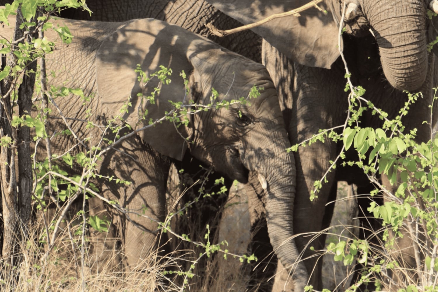Victoriafallene: Dagstur til Chobe nasjonalpark med lunsj