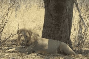 Victoria Falls: Chobe National Park Day Trip with Lunch