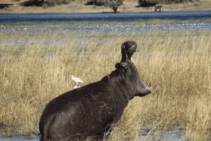 Victoria Falls: Chobe National Park Day Trip with Lunch