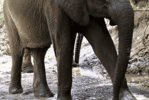 Victoriafallene: Dagstur til Chobe nasjonalpark med lunsj