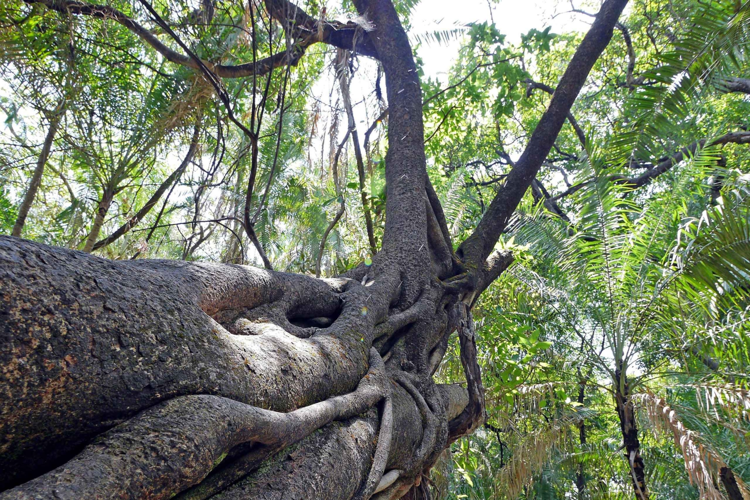 Guidet tur til Victoria Falls på tværs af grænsen