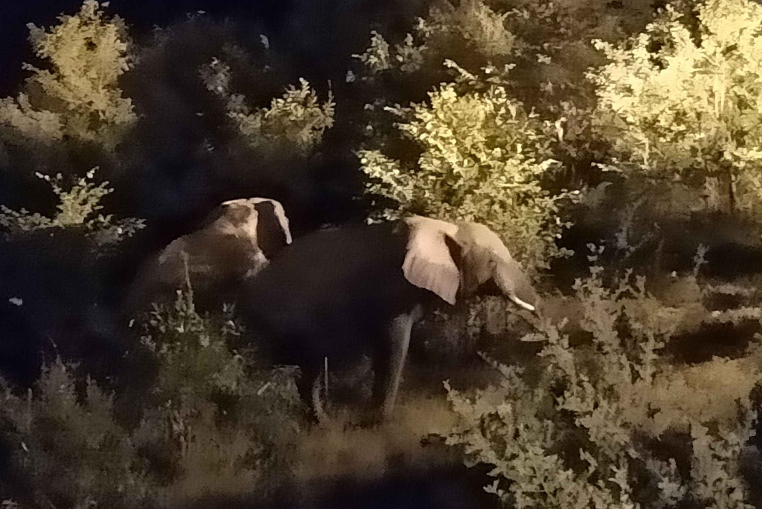 Victoria Falls: Bush-oplevelse med lommelygte og stjernekiggeri