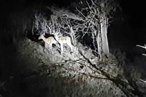 Victoria Falls: Bush-oplevelse med lommelygte og stjernekiggeri