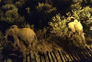 Victoria Falls: Bush-oplevelse med lommelygte og stjernekiggeri