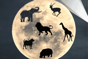 Victoria Falls: Bush-oplevelse med lommelygte og stjernekiggeri