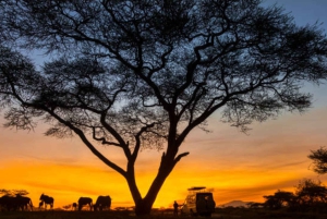 Victoria Falls: Bush-oplevelse med lommelygte og stjernekiggeri