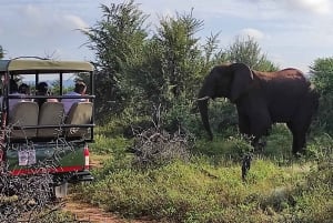 Victoria Falls: Game Drive in National Park
