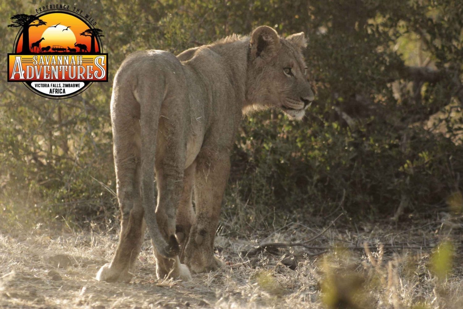 Cataratas Victoria: Safari con servicio de recogida