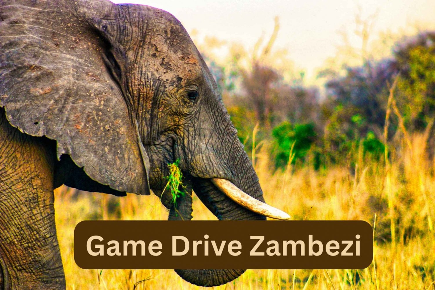Victoria watervallen: Game rit Zambezi