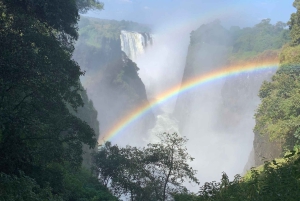 Victoria Falls: Guidet tur i regnskoven ved vandfaldene
